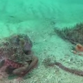潛水員看到這條章魚游到一半突然煞車，他正屏息以待看到「超激烈的恐怖一瞬」！