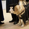 「牠」獲頒碩士學位…成為全世界學歷最高的狗狗！背後超暖心原因讓人感動！