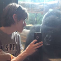 這個男孩一時興起拿出手機給黑猩猩看照片，他沒料到這樣的一個動作竟會讓黑猩猩做出這種反應！