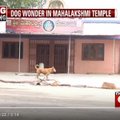 怪事！印度小狗每天固定時間繞行寺廟!?