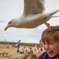 海鷗也瘋狂！英國男孩海邊遭海鷗攻擊搶食！