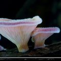 延時視頻：菌類植物黑暗中綻放生命光芒 !