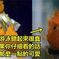 真魚版波妞《氣球魚》明明是魚卻不太會游泳（笑）