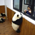 兩隻熊貓寶寶爬窗檯 目的曝光笑噴網友