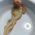 小蜥蜴霸氣泡澡，它有張瞧不起人類「土豪臉」