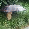 一同學雨天裡看到一流浪貓，於是給它留了把傘，然後就有了這畫面 !