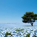 讓人屏息的絢爛，就是日本茨城藍花海