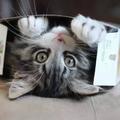 誰說貓咪最愛紙箱？本喵偏喜歡洗衣籃！