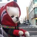 小博美狗狗被主人背著逛街，像個嬰兒一樣，太可愛了~