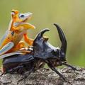 樹蛙偶遇黑甲蟲，喜得一個坐騎，黑甲蟲卻十分無奈XDDD