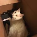 網友收拾東西時發現貓躺在盒子裡，本以為是搞笑，但事實卻讓人~