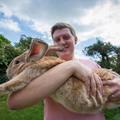 巨無霸兔子近1米長 一年能吃2千根胡蘿蔔