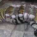 母老虎因喪子傷心欲絕 動物園讓小豬穿上「虎皮」 結果竟…..讓人太意外！