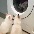 貓咪對滾筒式洗衣機也十分好奇
