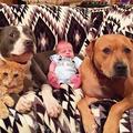 小寶寶抱回家發現5隻貓貓狗狗秒變「守護者」，這樣的畫面超暖心