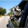狗狗坐車為什麼喜歡將頭伸出窗外？