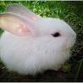 心理測試：3隻小白兔，哪只最可愛？測你是善良還是好欺負