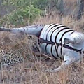 一隻死去的斑馬竟讓獵豹嚇得屁滾尿流，這絕對是大自然最罕見一幕....