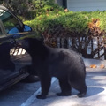 好奇黑熊對著私家車內瞧個不停，接著牠做了一件事讓人們對熊的IQ肅然起敬，隨後又做了另一件事讓人們立馬收回前面的看法...