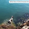 一隻狗狗在岸邊發現水中有奇怪的不明生物在游動，好奇地跳下水後，接下來...