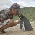 「企鵝の報恩」！這隻企鵝當年全身被油汙覆蓋，奄奄一息倒在海灘上被老漁夫救了！野放後牠竟每年游8千公里回來找救命恩人！