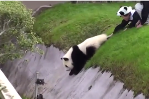 「熊貓」竟然這樣欺負「女動物管理員」！！真是太爆笑了！！