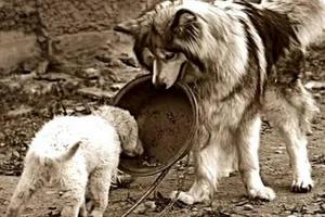 「大狗餵小狗」一隻阿拉斯加犬的故事，感動無數人…他的大愛，連人類都自嘆不如
