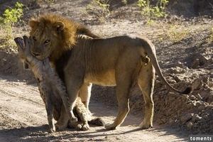這頭威猛的獅子，一口狠雕鬣狗的喉嚨，沒想到在準備享用大餐的下一刻竟......讓人意外到下巴都掉了！！！