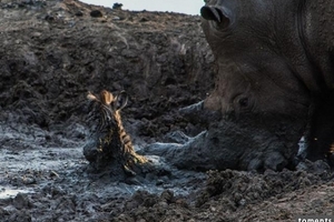 犀牛發現受困在泥坑裡的小斑馬，好心將牠救出，卻萬萬沒想到換來的竟是這樣的悲劇...