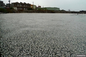 4張照片看見鹽田濕地「魚屍海」！追完雪的現在，你還笑得出來嗎....？