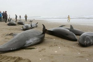 日本海灘驚見160隻鯨魚集體擱淺，暗示著下一次恐怖天災的腳步？！