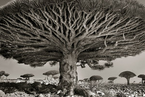 她花了14年拍攝世界各地最古老的巨樹。這些是大自然留給我們最珍貴的禮物！