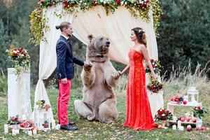 別出心裁！俄羅斯新人請267斤灰熊做婚禮證人