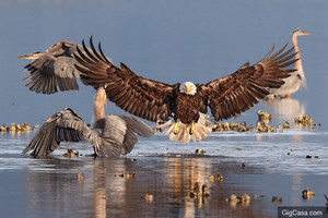 2016年「The Audubon Society」鳥類攝影大賽獲獎作品