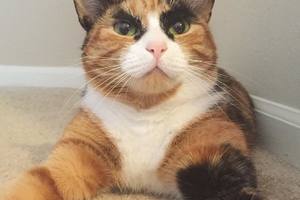 貓界表情帝就是牠！隨時隨地都在震驚的花貓Lilly 這大濃眉根本貓版兩津勘吉啊！