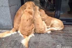 4隻狗狗看到最可愛生物，全擠在一起盯着窗戶不肯走！
