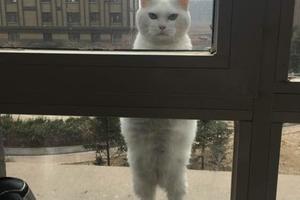 不小心把曬太陽的貓咪關在窗外，主人看到貓咪的表情後~