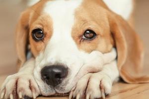 如何判斷狗狗缺鈣？六個妙招搞定！