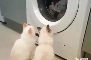 貓咪對滾筒式洗衣機也十分好奇
