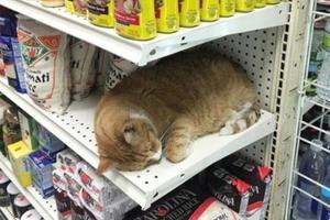 老闆！這顆胖橘子怎麼賣？這些自己跑來補貨的貓咪讓人超想收編！