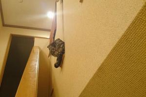 主人下班回家，剛一進門就發現貓咪趴牆上一直看，嚇得主人心慌慌