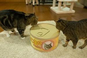 主人買回了巨型的貓罐頭，兩隻小貓咪馬上圍了過來~~