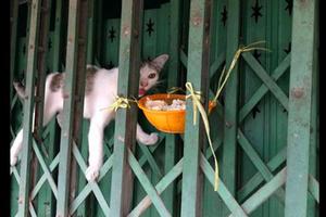 主人為防止貓偷吃，便把飯盆系在門縫上，沒想到它竟會飛檐走壁！