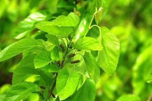 介紹一種天然植物，對於治療這些中老年常見疾病非常有效，一起來看看吧！