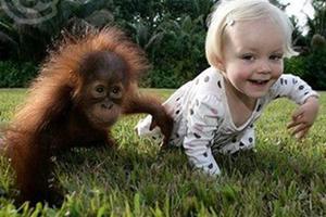 兩歲女孩和大猩猩建立了深厚的友誼，如今卻要分開再想見面只能通過視頻