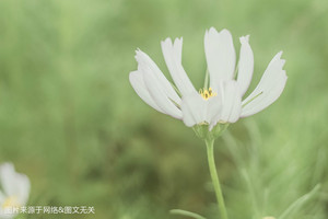 規矩太多，讓旁人直呼吃不消的星座