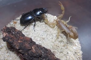 他把蠍子跟甲蟲放在一起的時候我已經默默想「甲蟲RIP」，但下一秒甲蟲就放出超猛大反攻！