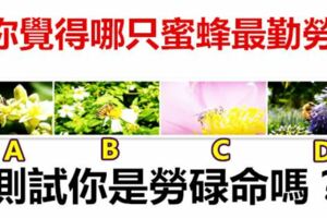 你覺得哪只蜜蜂最勤勞，測試你是勞碌命嗎？