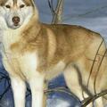 動物世界-第23006期：西伯利亞雪橇犬「xuě qiāo quǎn」