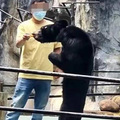 遊客驚見黑熊「瘦成老鼠」好心疼　動物園：夏天掉毛顯瘦